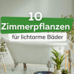10 Pflanzen Bei Wenig Licht Fürs Bad Ohne Fenster intended for Badezimmer Pflanzen Ohne Licht