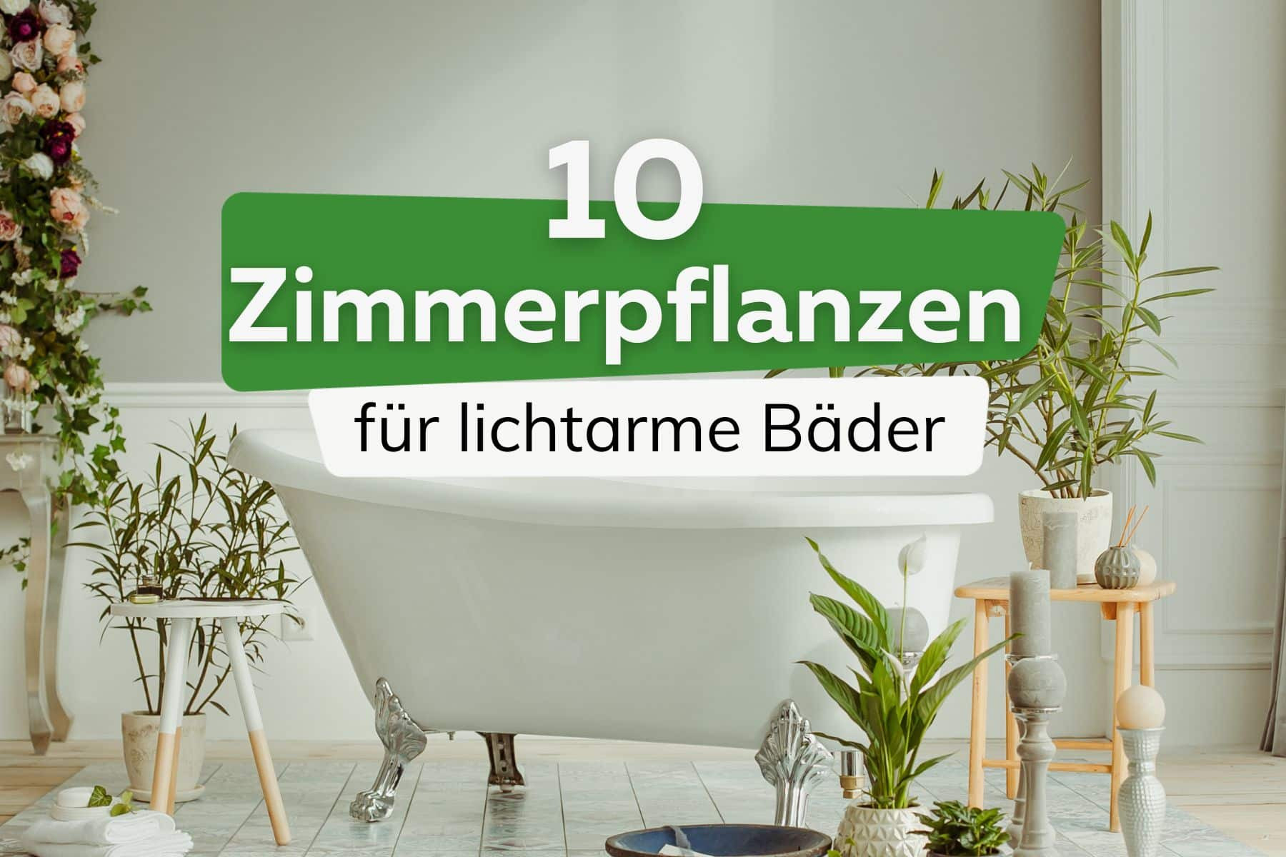 10 Pflanzen Bei Wenig Licht Fürs Bad Ohne Fenster intended for Badezimmer Pflanzen Ohne Licht