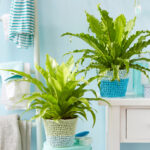 Pflanzen Fürs Bad: Diese Eignen Sich Am Besten – Mein Schöner Garten Within Badezimmer Pflanzen Ohne Licht