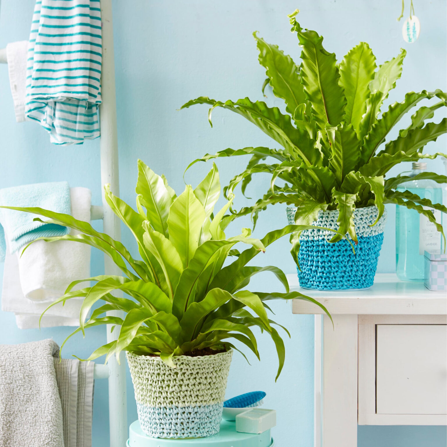 Pflanzen Fürs Bad: Diese Eignen Sich Am Besten - Mein Schöner Garten within Badezimmer Pflanzen Ohne Licht